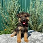 Ostin-male-German-Shepherd-puppy-for-sale-1