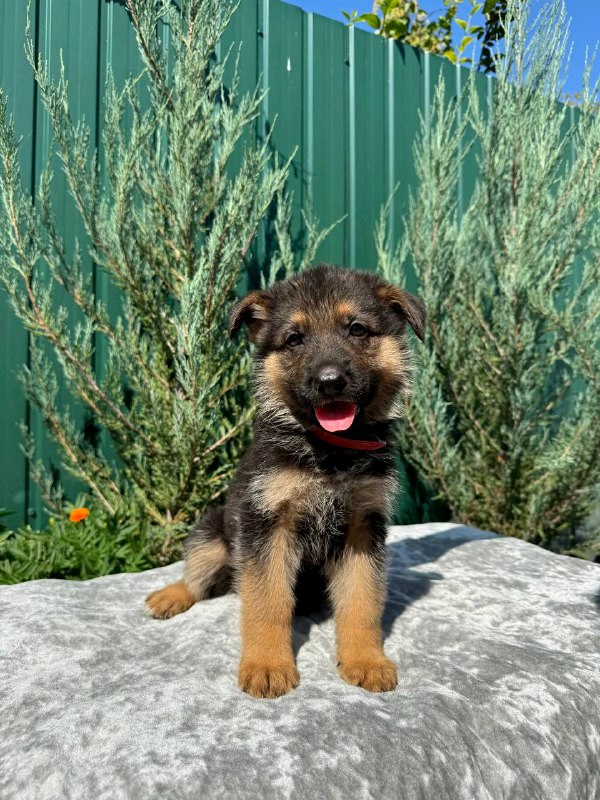 Ostin German Shepherd Ostin German Shepherd