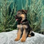 Ostin-male-German-Shepherd-puppy-for-sale-3