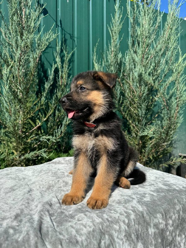 Ostin German Shepherd Ostin German Shepherd