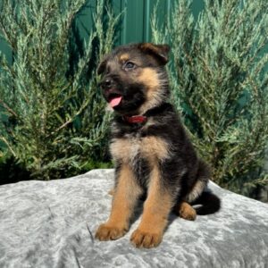 Ostin German Shepherd Ostin German Shepherd