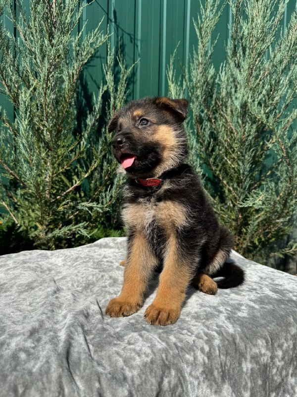 Ostin German Shepherd Ostin German Shepherd