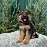 Ostin-male-German-Shepherd-puppy-for-sale-5