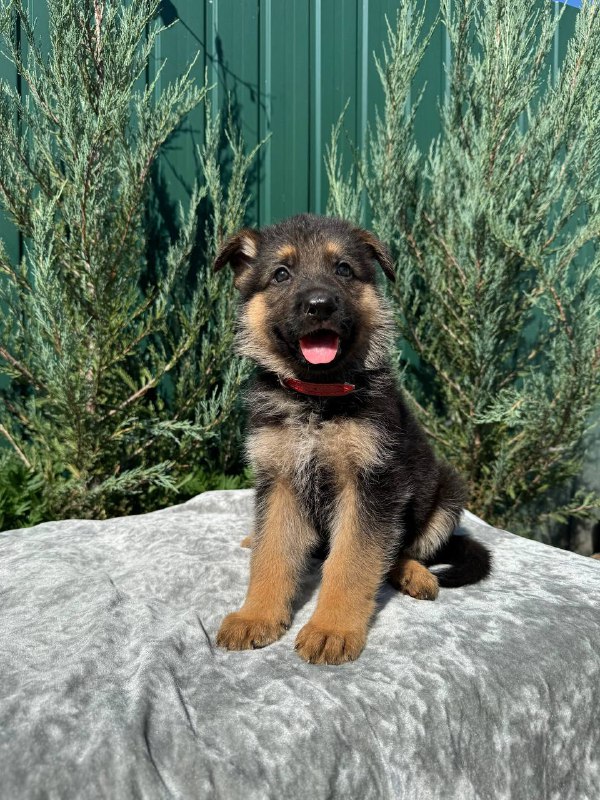 Ostin German Shepherd Ostin German Shepherd