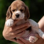 PAPAYA-female-Beagle-puppy-for-sale-1