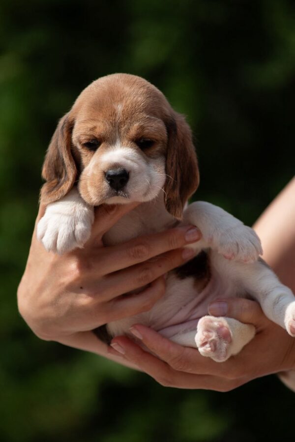 Papaya Beagle Papaya Beagle