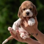 PAPAYA-female-Beagle-puppy-for-sale-2