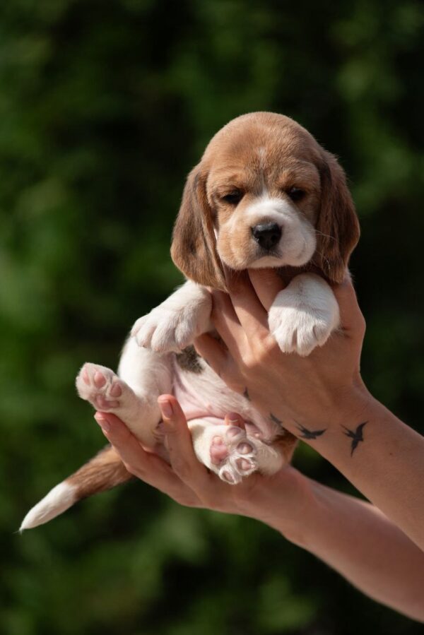 Papaya Beagle Papaya Beagle