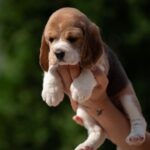 PAPAYA-female-Beagle-puppy-for-sale-3
