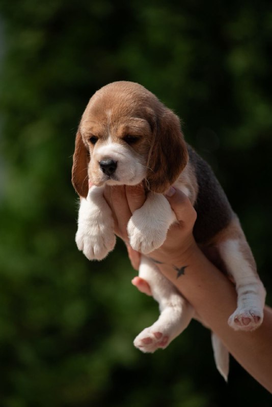 Papaya Beagle Papaya Beagle