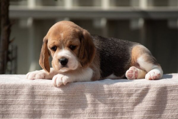 Papaya Beagle Papaya Beagle