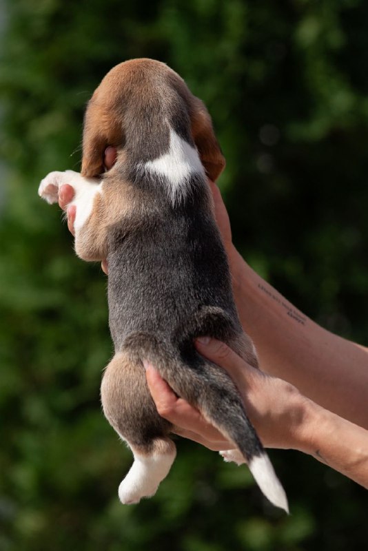 Papaya Beagle Papaya Beagle