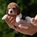 PERSIMMON-female-Beagle-puppy-for-sale-2