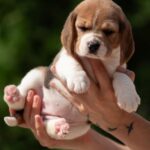 PERSIMMON-female-Beagle-puppy-for-sale-3