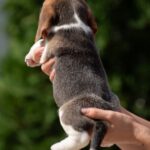 PERSIMMON-female-Beagle-puppy-for-sale-4