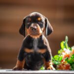 Pablo-male-miniature-dachshund-puppy-for-sale-1 (1)