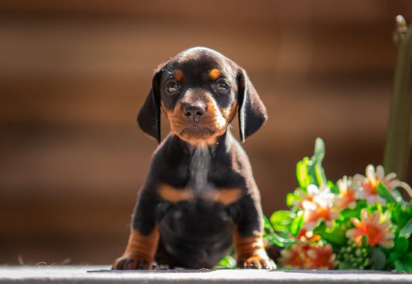 Pablo Miniature Dachshund
