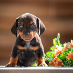 Pablo Miniature Dachshund