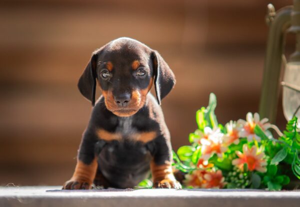 Pablo Miniature Dachshund