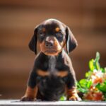 Pablo-male-miniature-dachshund-puppy-for-sale-1 (3)