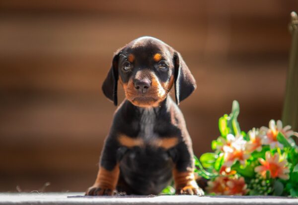 Pablo Miniature Dachshund