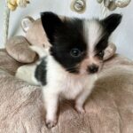 Paco-male-Papillon-puppy-for-sale-1 (1)