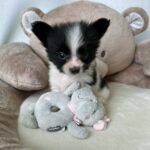 Paco-male-Papillon-puppy-for-sale-1 (2)