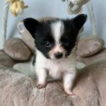 Paco-male-Papillon-puppy-for-sale-1 (3)