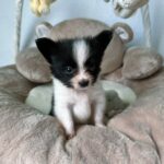 Paco-male-Papillon-puppy-for-sale-1 (4)