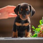Persillo-male-miniature-dachshund-puppy-for-sale-1 (1)