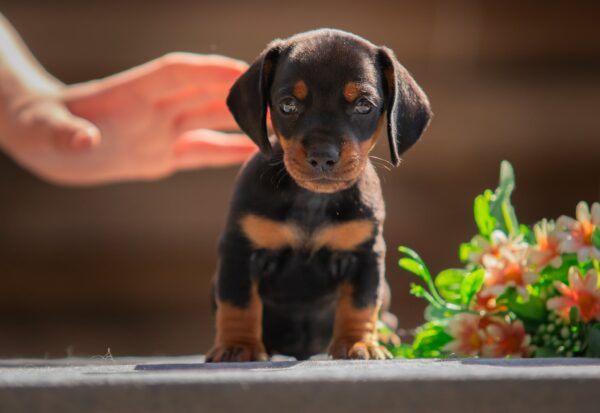 Persillo Miniature Dachshund Persillo Miniature Dachshund