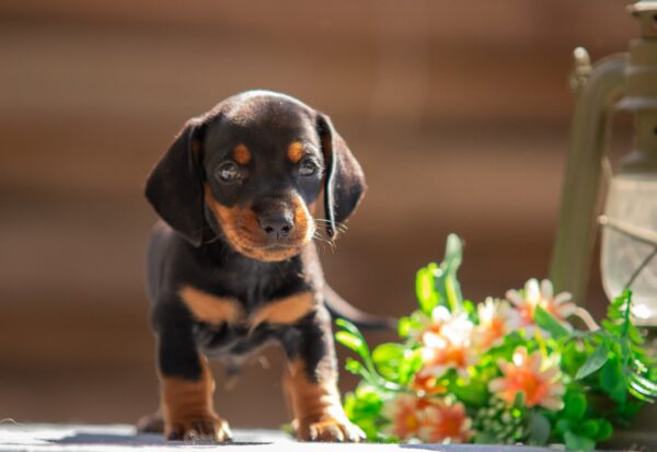 Persillo Miniature Dachshund Persillo Miniature Dachshund