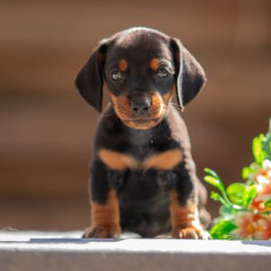 Persillo Miniature Dachshund