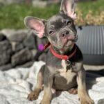 Phil-male-french-bulldog-puppy-for-sale-1 (1)