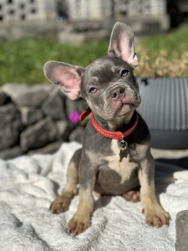 Phil French Bulldog Phil French Bulldog