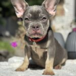 Phil-male-french-bulldog-puppy-for-sale-1 (2)