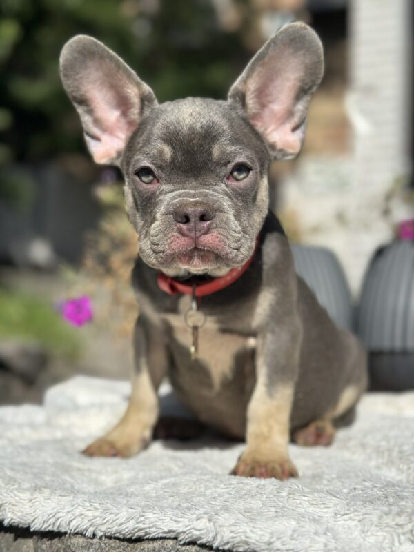 Phil French Bulldog Phil French Bulldog