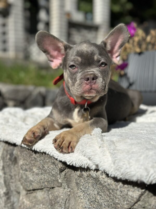 Phil French Bulldog Phil French Bulldog