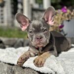Phil-male-french-bulldog-puppy-for-sale-1 (4)