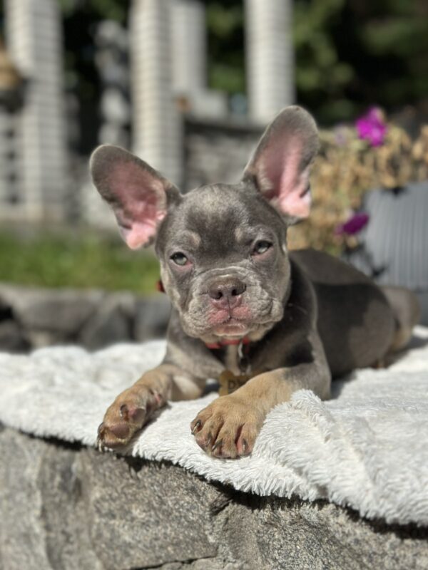 Phil French Bulldog Phil French Bulldog