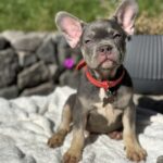 Phil-male-french-bulldog-puppy-for-sale-1 (5)