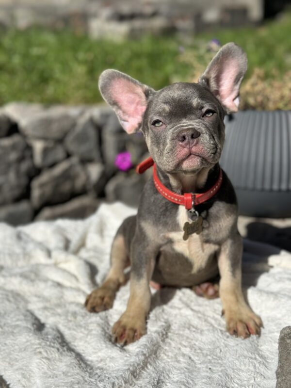 Phil French Bulldog Phil French Bulldog