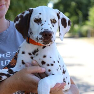 Phillimon Dalmatian