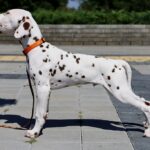 Phillimon-male-Dalmatian-puppy-for-sale-1 (3)