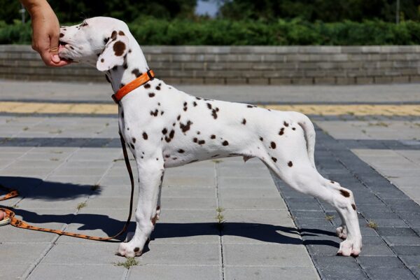 Phillimon Dalmatian
