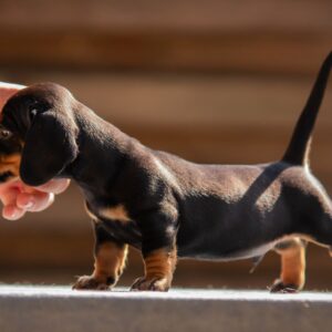 Picasso Miniature Dachshund