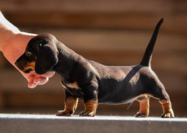 Picasso Miniature Dachshund Picasso Miniature Dachshund