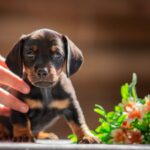 Picasso-male-miniature-dachshund-puppy-for-sale-1 (2)