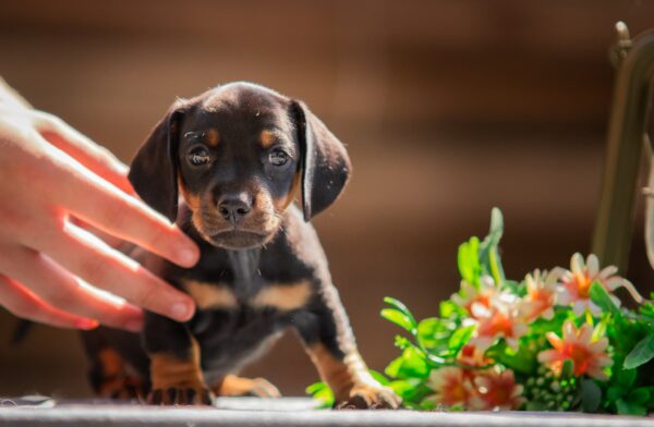 Picasso Miniature Dachshund Picasso Miniature Dachshund