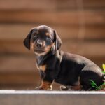 Picasso-male-miniature-dachshund-puppy-for-sale-1 (4)